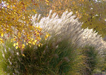 Brandon Smith (Synature) > big and small >  a bright fall day DSC07311